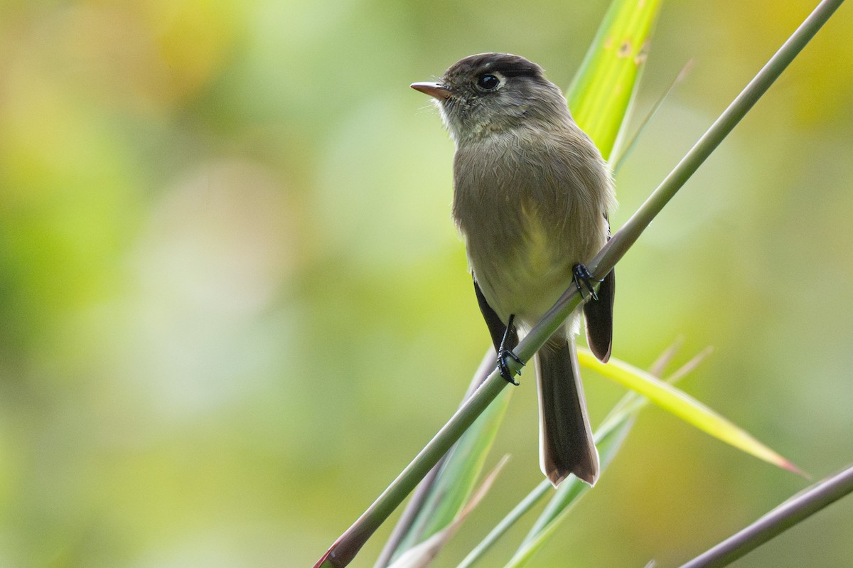 Black-capped Flycatcher - ML646346697