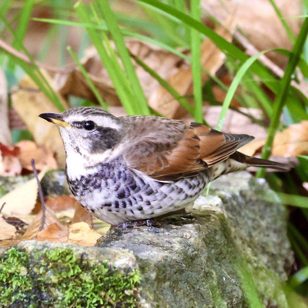 Дрізд темний - ML646346699