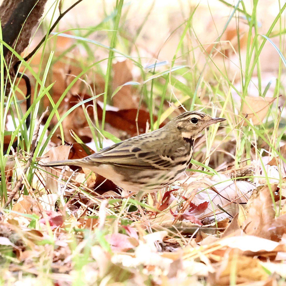 Щеврик оливковий - ML646346701