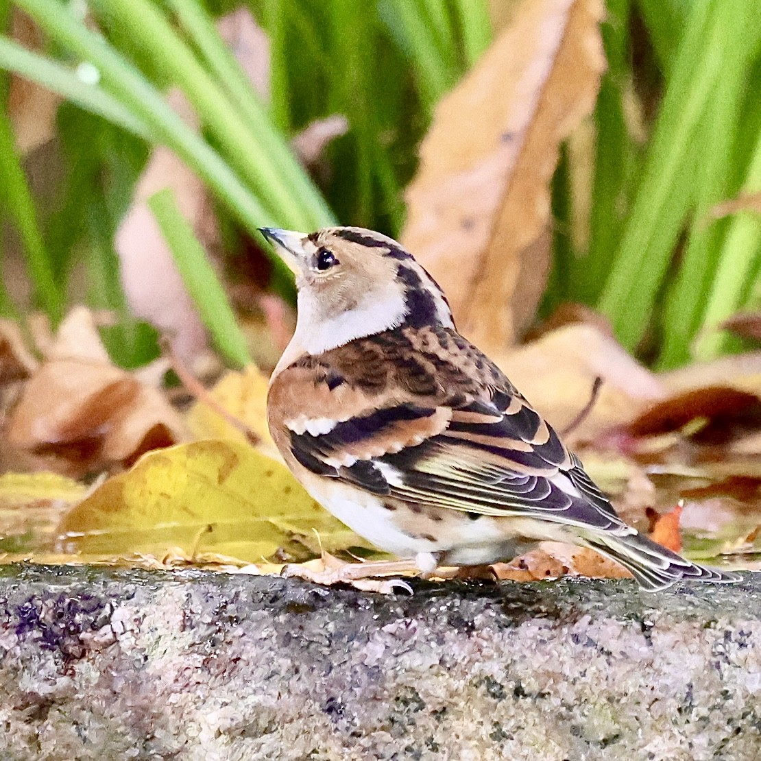 В'юрок - ML646346705