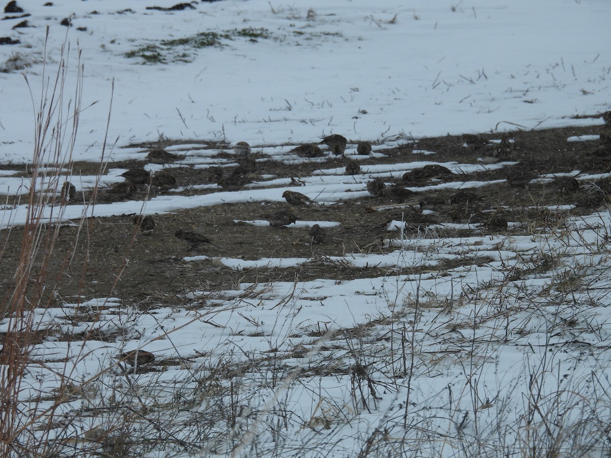 Lapland Longspur - ML646346706