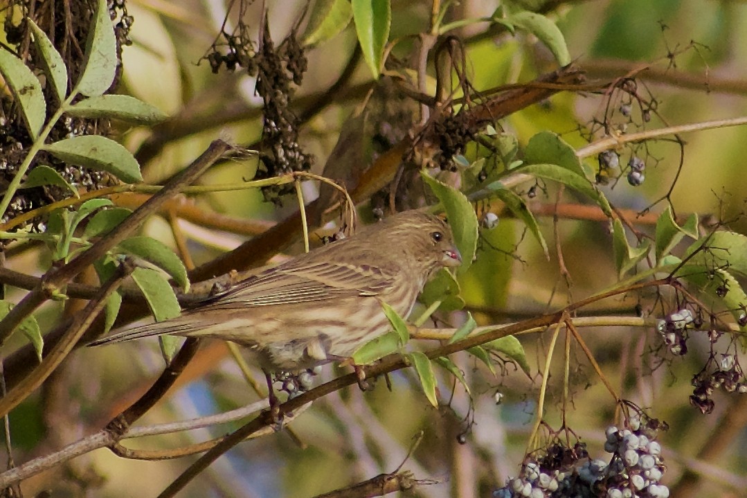 House Finch - ML646346707