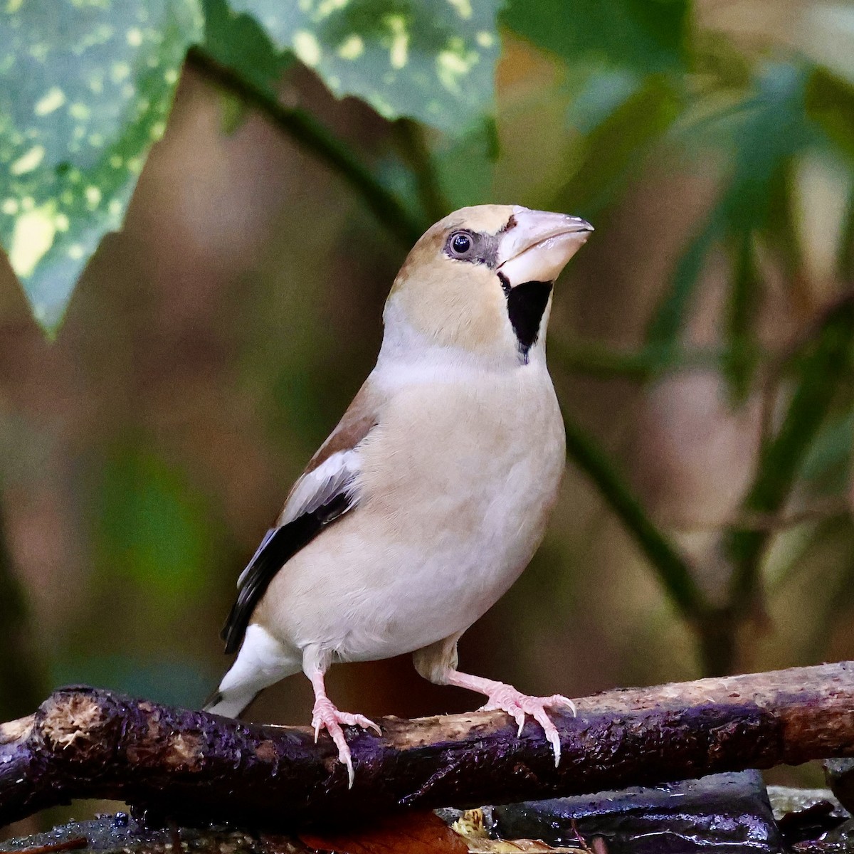 Костогриз - ML646346708