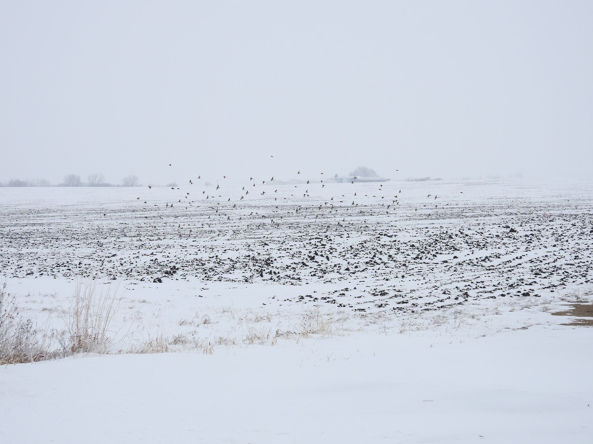 Lapland Longspur - ML646346710