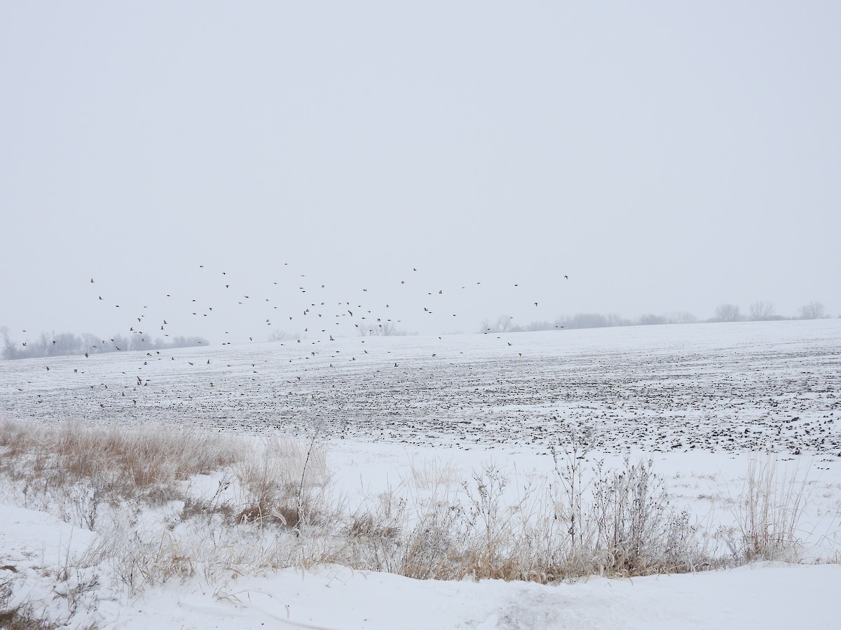 Lapland Longspur - ML646346711