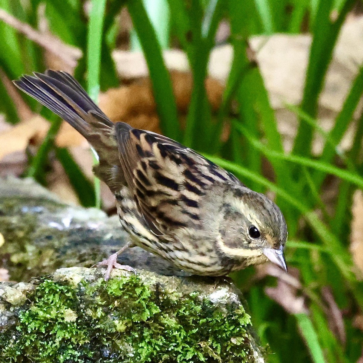 Вівсянка маскова - ML646346715