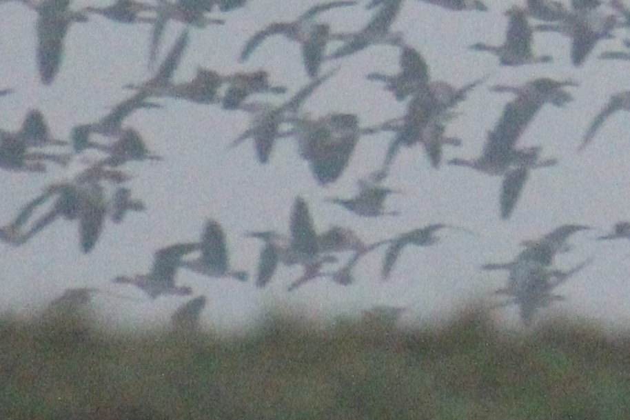 Казарка білощока - ML646346719