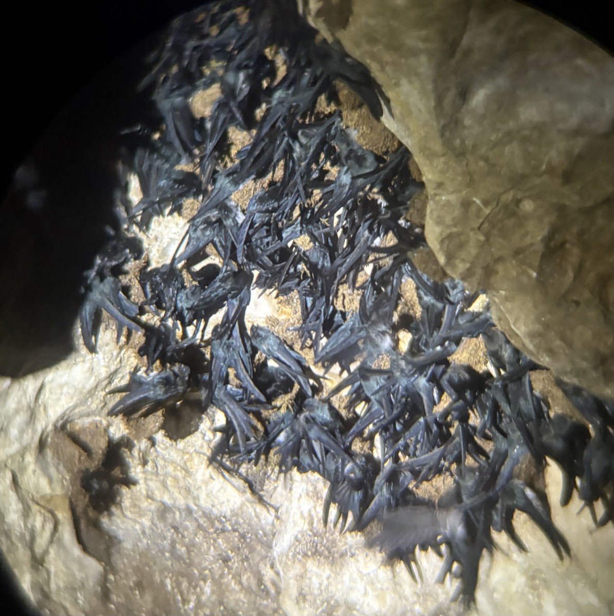 Plume-toed Swiftlet - ML646346721