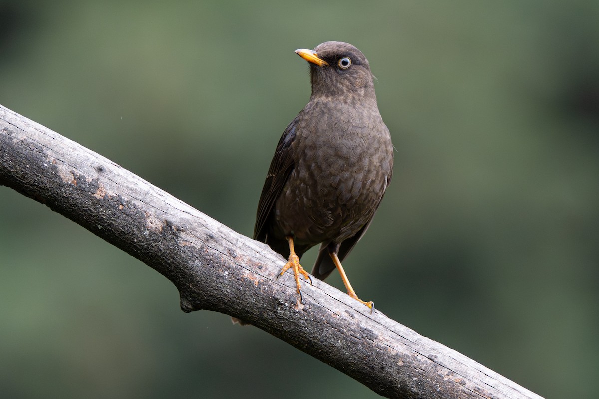 Merle fuligineux - ML646346722