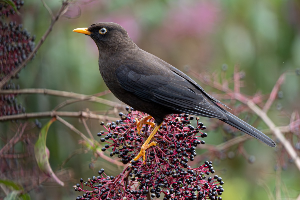 Merle fuligineux - ML646346723