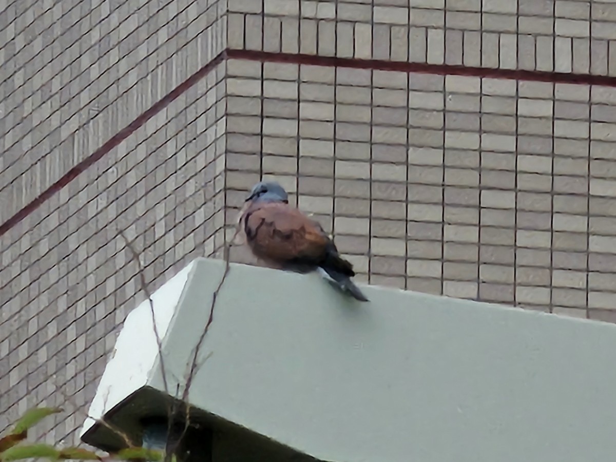 Red Collared-Dove - ML646346724