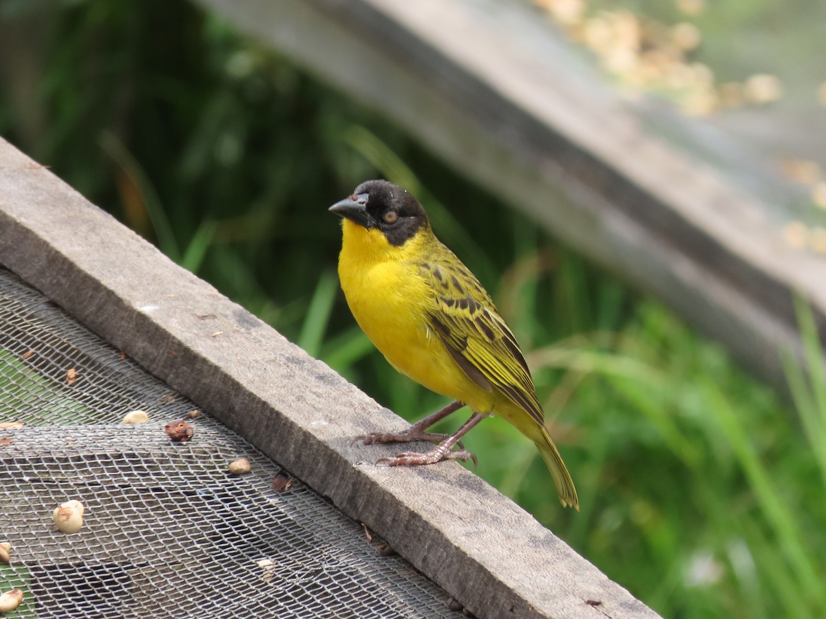 Tejedor Baglafecht - ML646346725