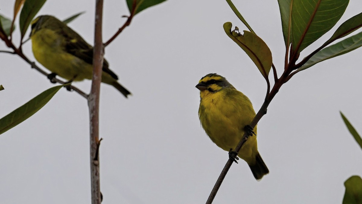 Yellow-fronted Canary - ML646346726