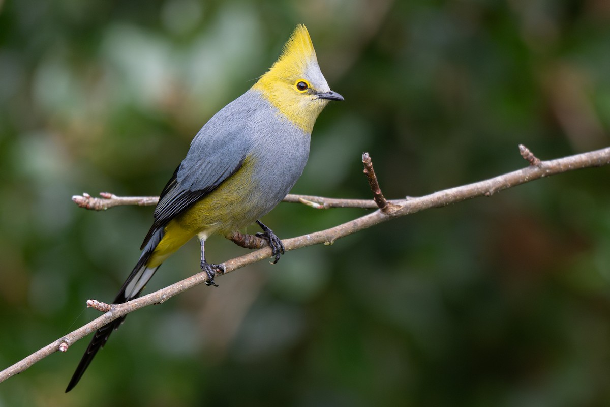 Long-tailed Silky-flycatcher - ML646346728