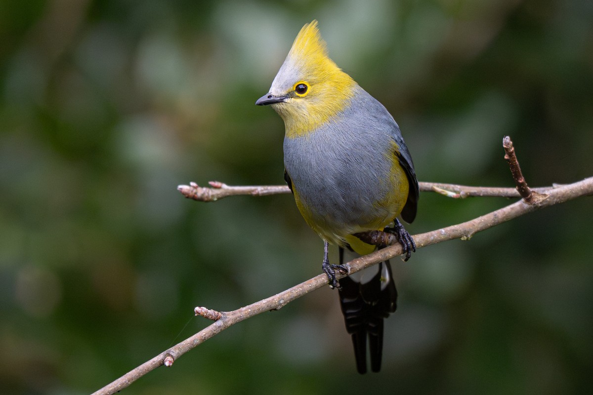 Long-tailed Silky-flycatcher - ML646346729
