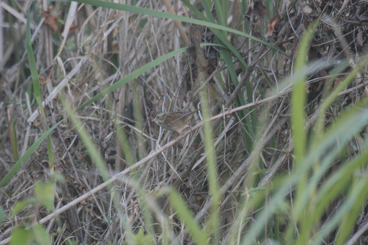 Swamp Sparrow - ML646346732