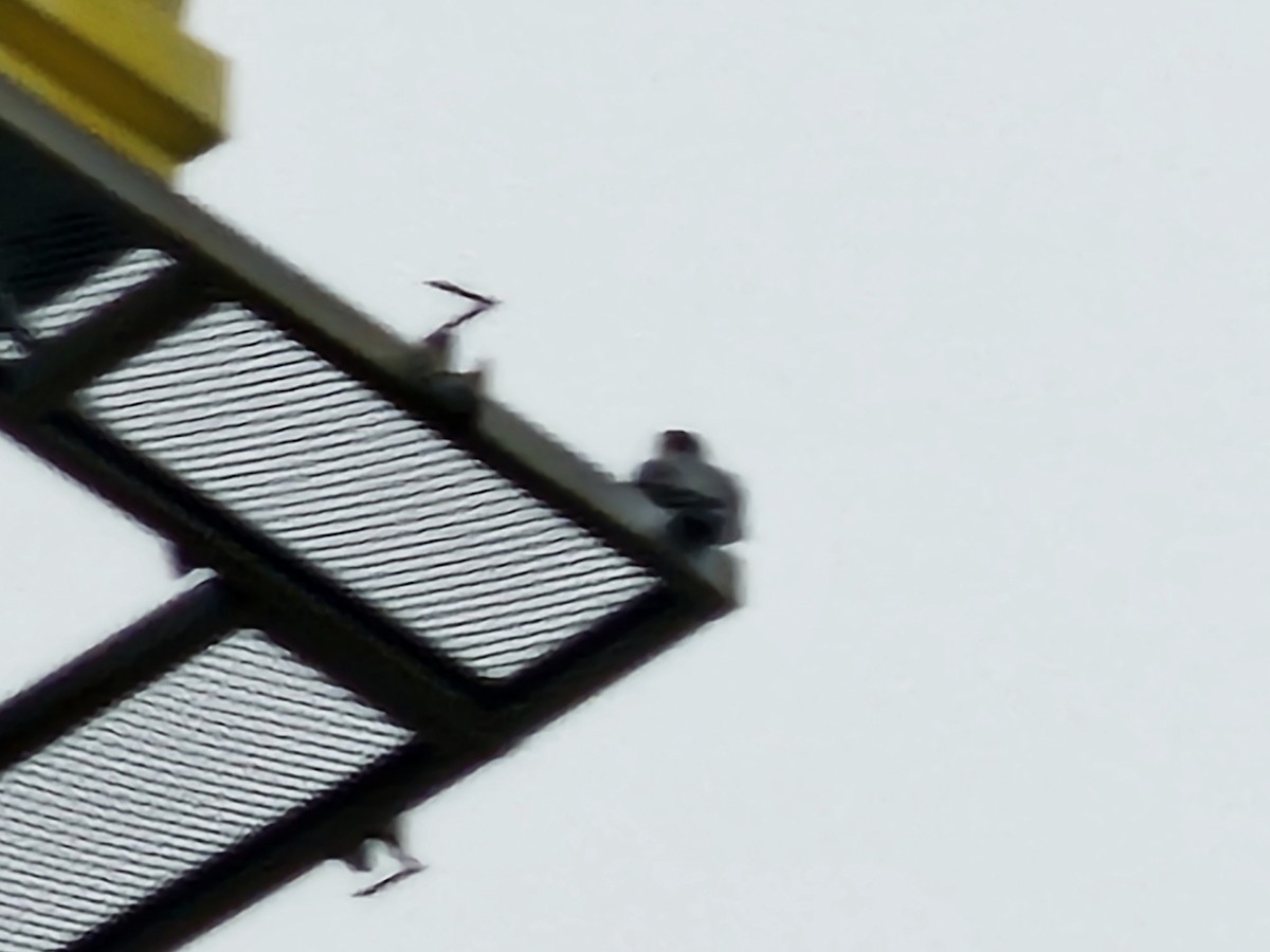 Peregrine Falcon - ML646346733