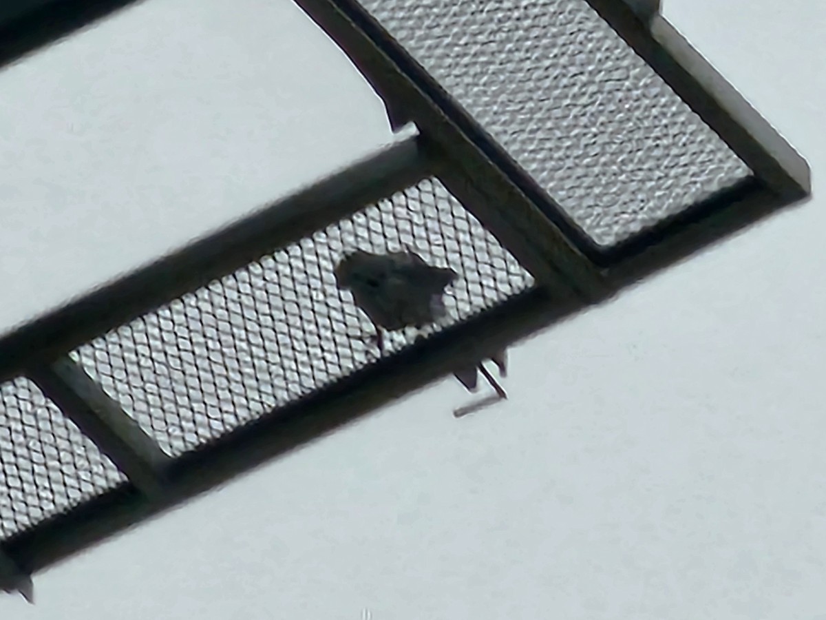 Peregrine Falcon - ML646346738