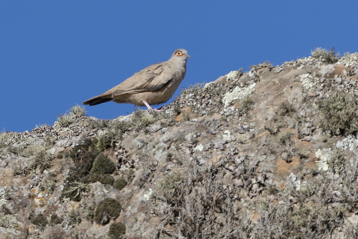 Bare-eyed Ground Dove - ML646346739