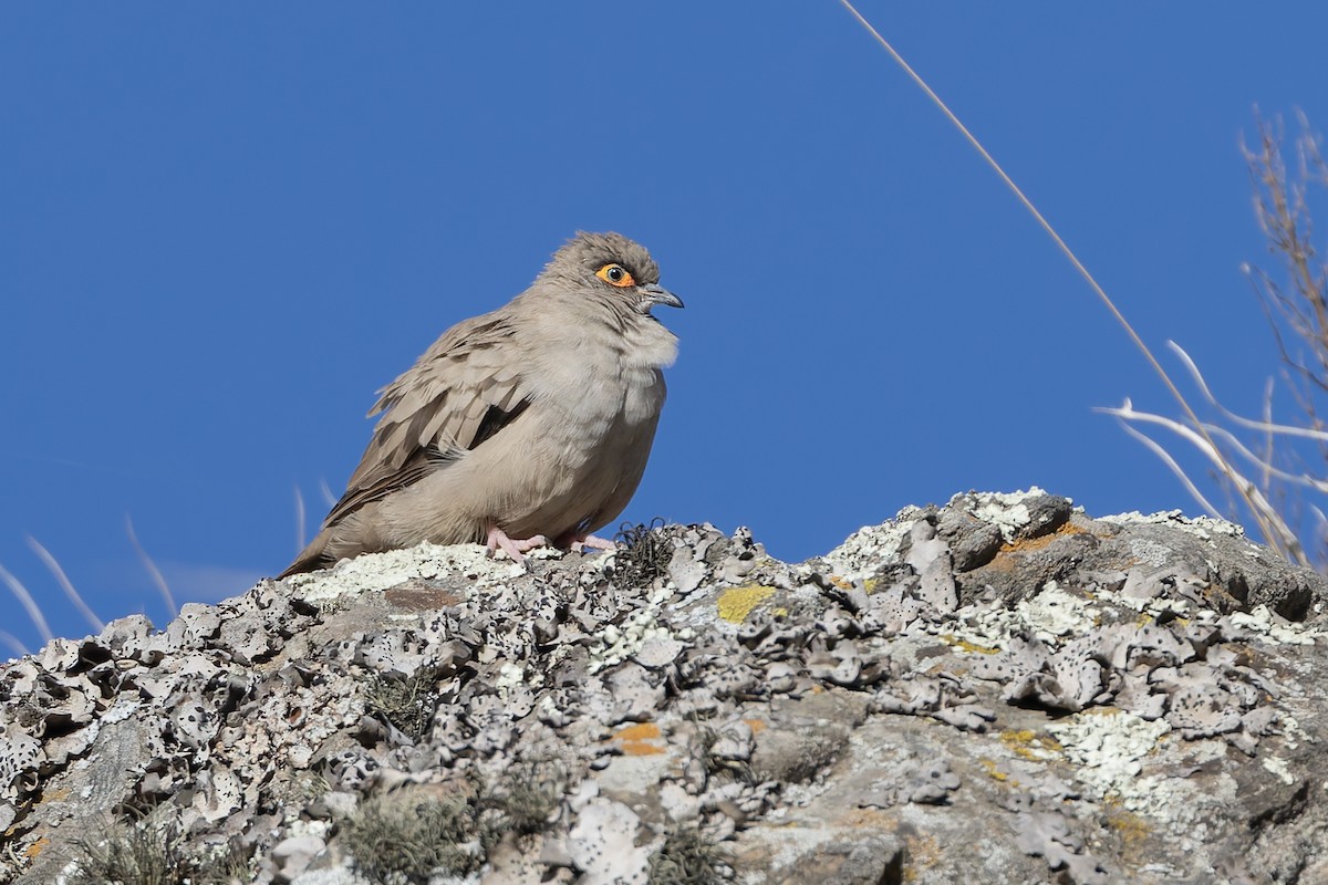 Bare-eyed Ground Dove - ML646346740