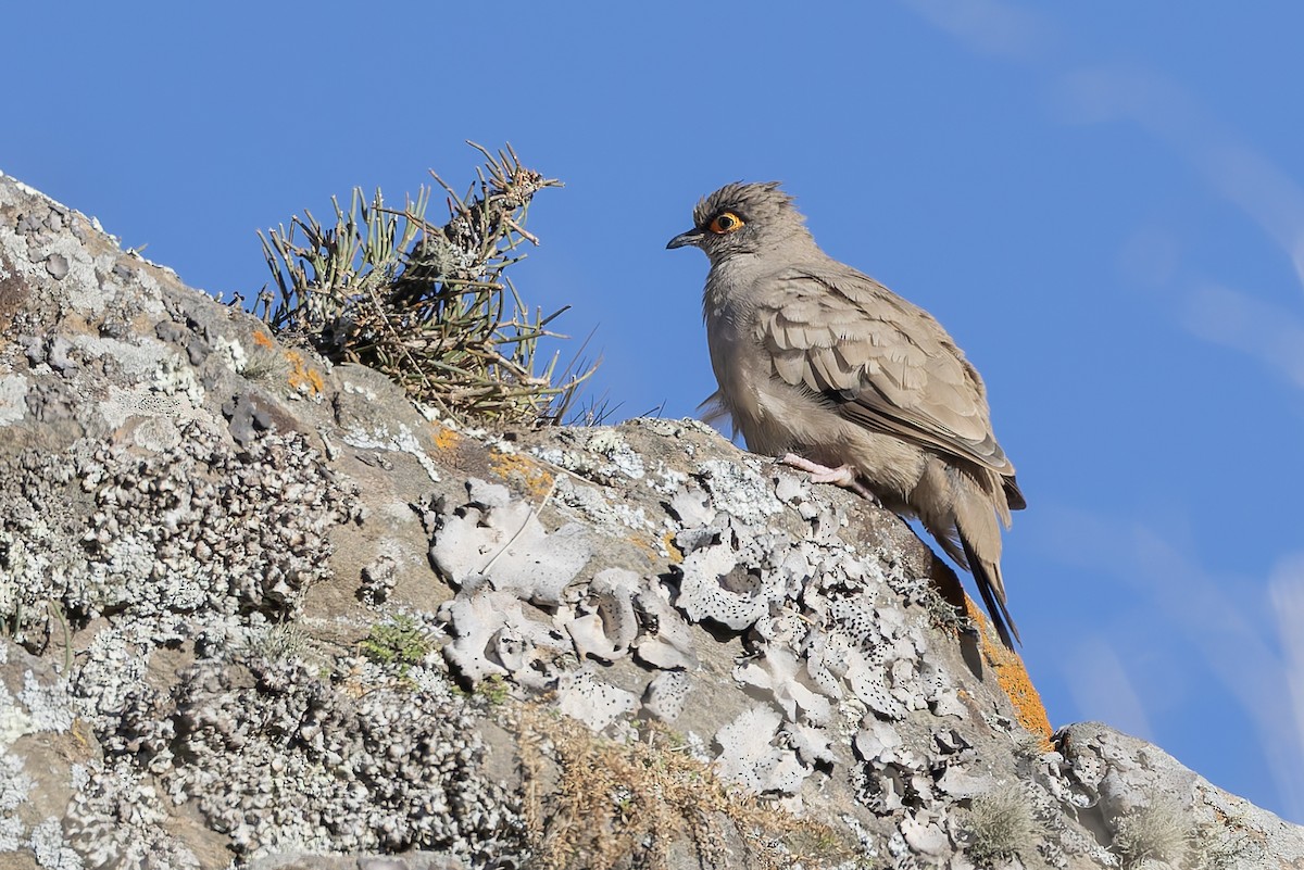 Bare-eyed Ground Dove - ML646346741
