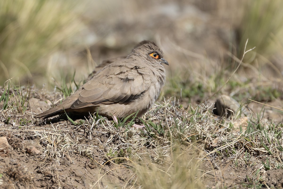 Bare-eyed Ground Dove - ML646346742