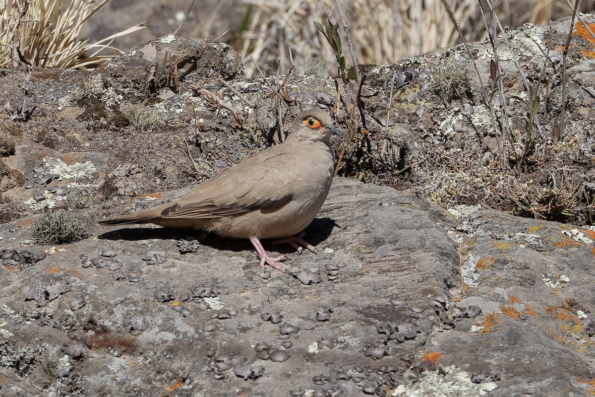 Bare-eyed Ground Dove - ML646346743