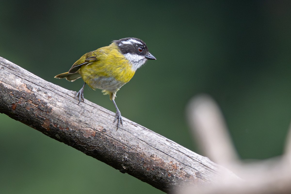 Sooty-capped Chlorospingus - ML646346744