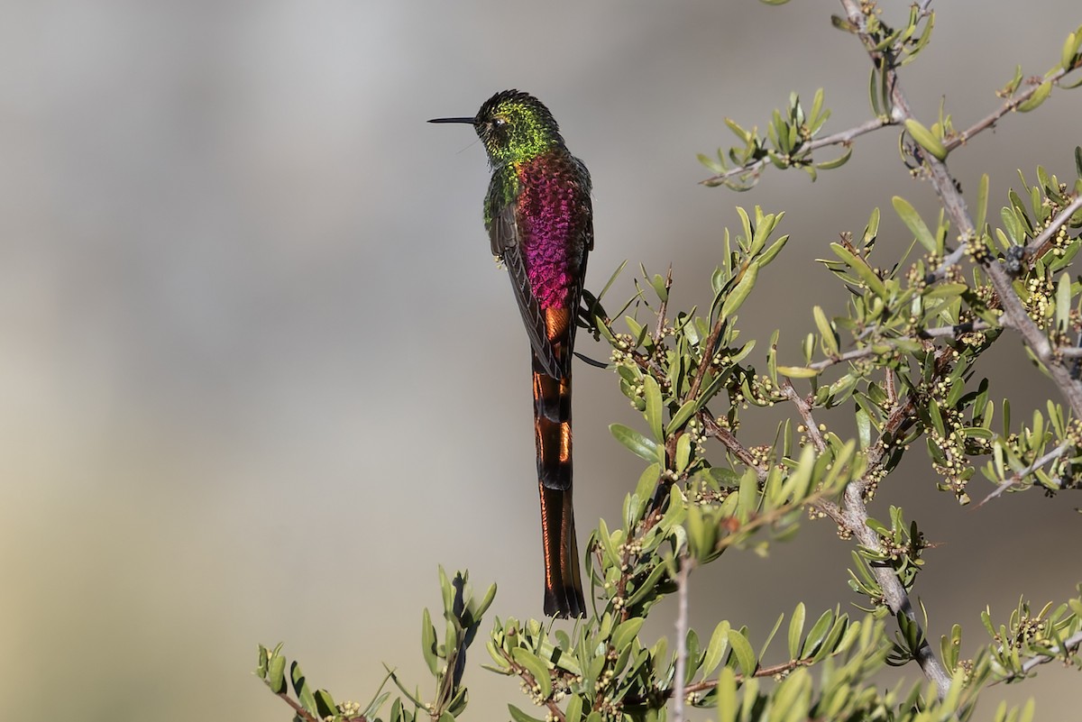 Red-tailed Comet - ML646346746