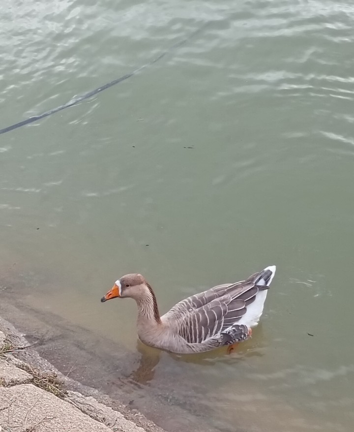 Graylag x Swan Goose (hybrid) - ML646346748