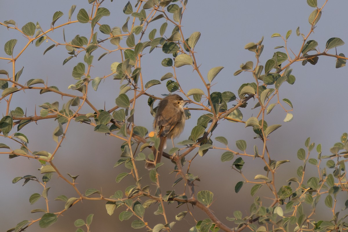 Plain Prinia - ML646346749