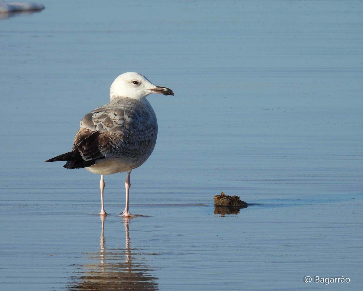 Kaio kaspiarra - ML646346750