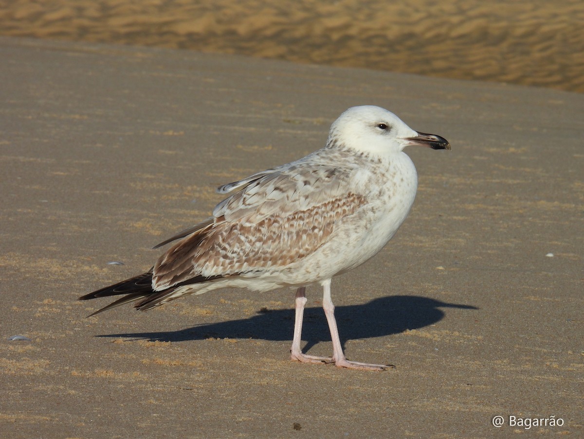 Caspian Gull - ML646346751