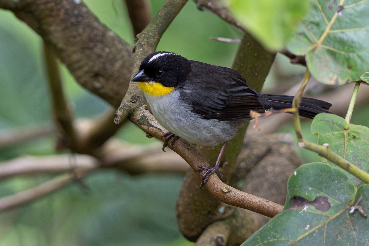 White-naped Brushfinch - ML646346752