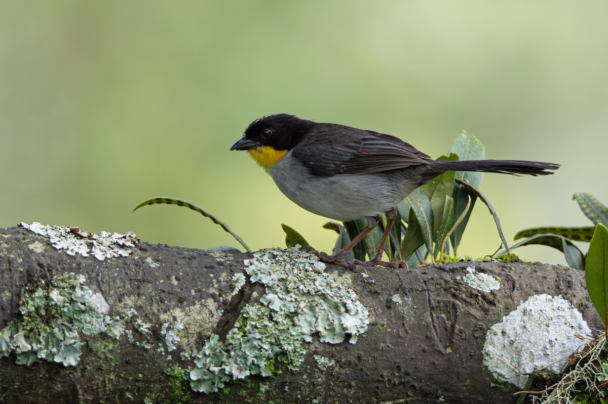 White-naped Brushfinch - ML646346753