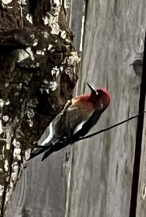 Red-breasted Sapsucker - ML646346754