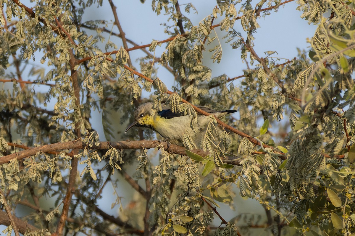 Purple Sunbird - ML646346755