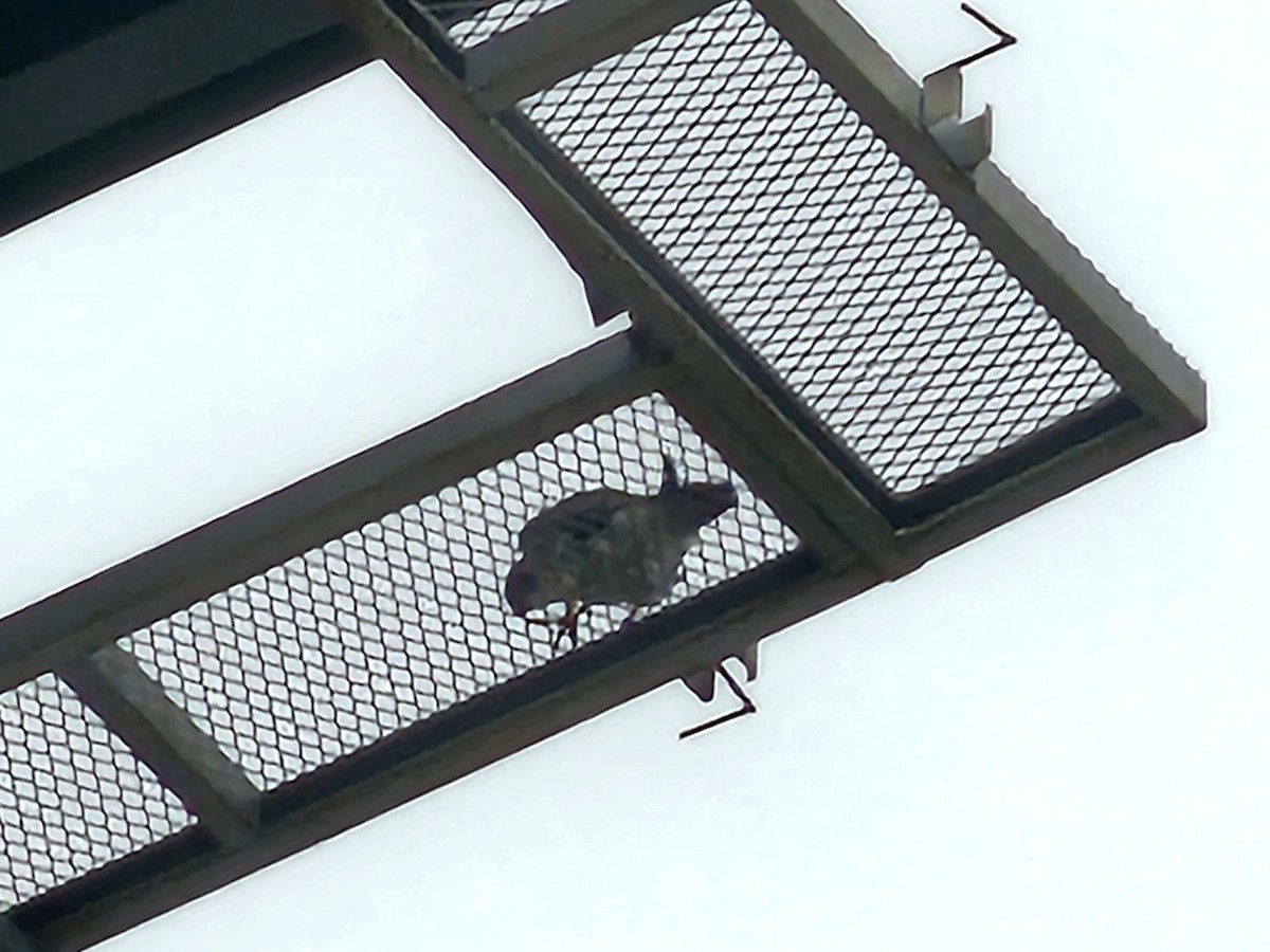 Peregrine Falcon - ML646346756