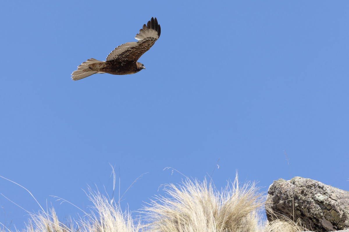 Variable Hawk - ML646346758