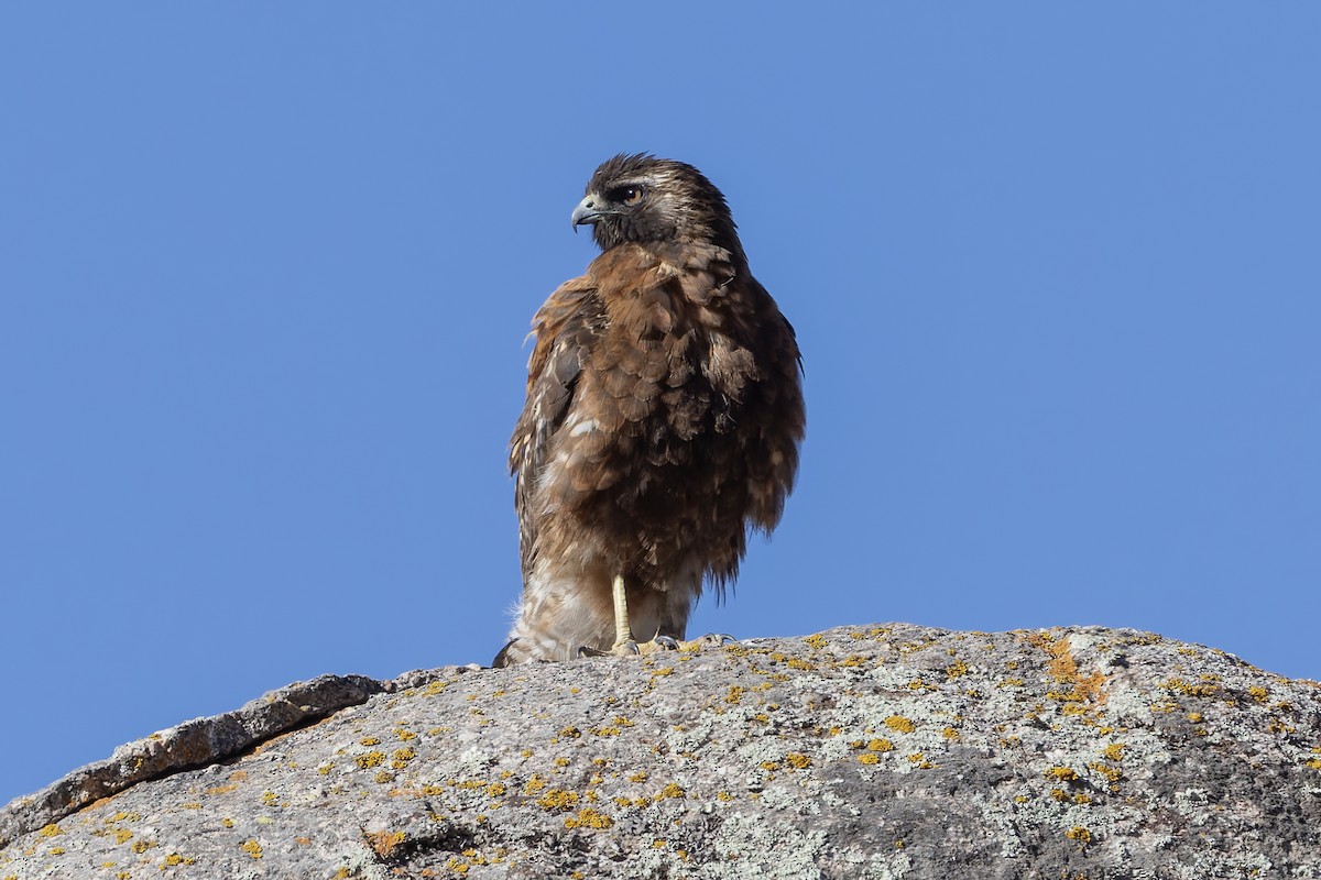 Variable Hawk - ML646346759