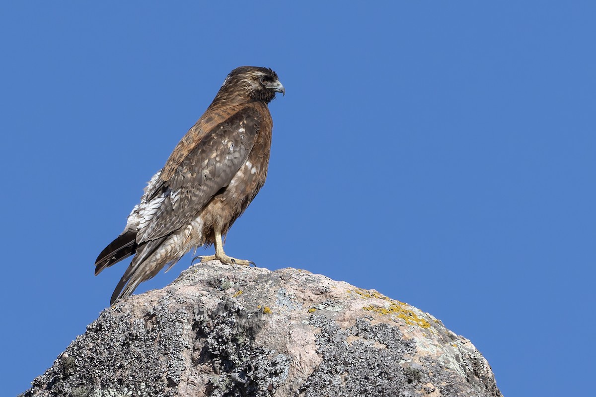 Variable Hawk - ML646346760