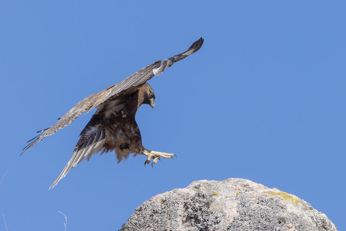 Variable Hawk - ML646346761