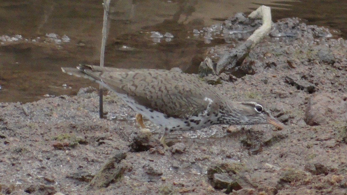 Spotted Sandpiper - ML646346770