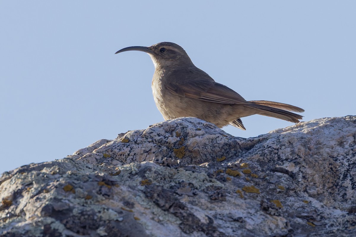 Buff-breasted Earthcreeper (Buff-breasted) - ML646346771