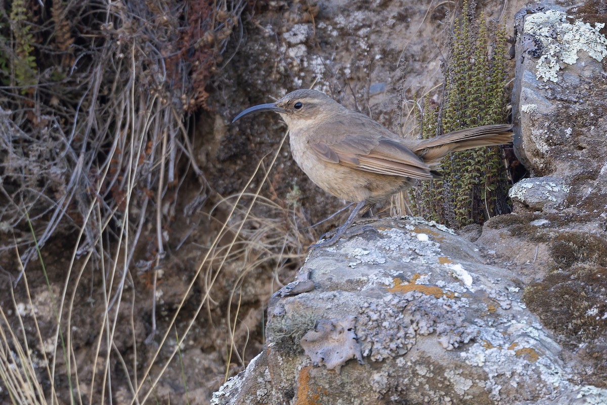Buff-breasted Earthcreeper (Buff-breasted) - ML646346772
