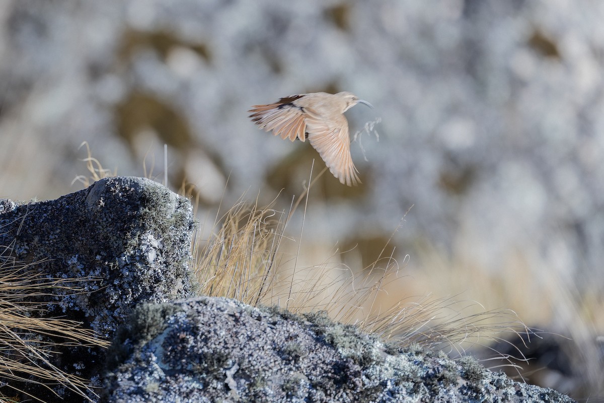 Buff-breasted Earthcreeper (Buff-breasted) - ML646346773