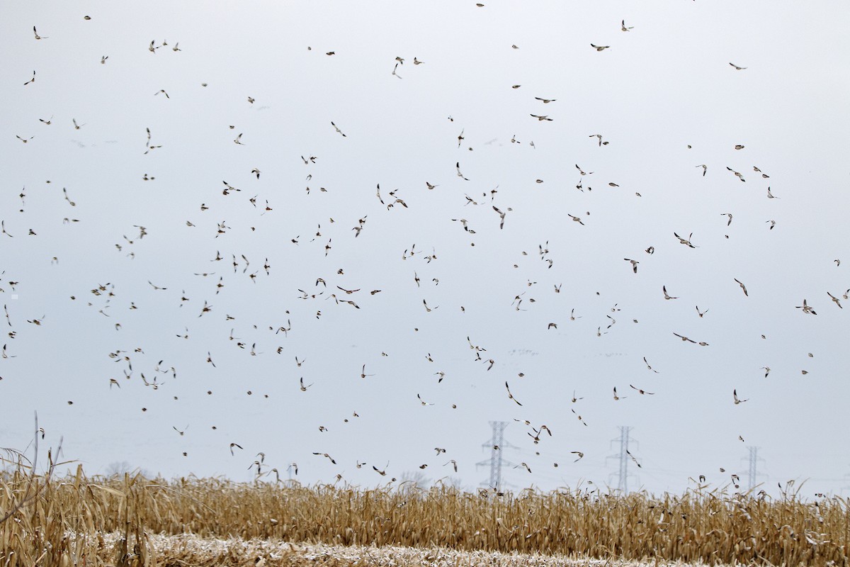 Цасч хөмрөг - ML646346774