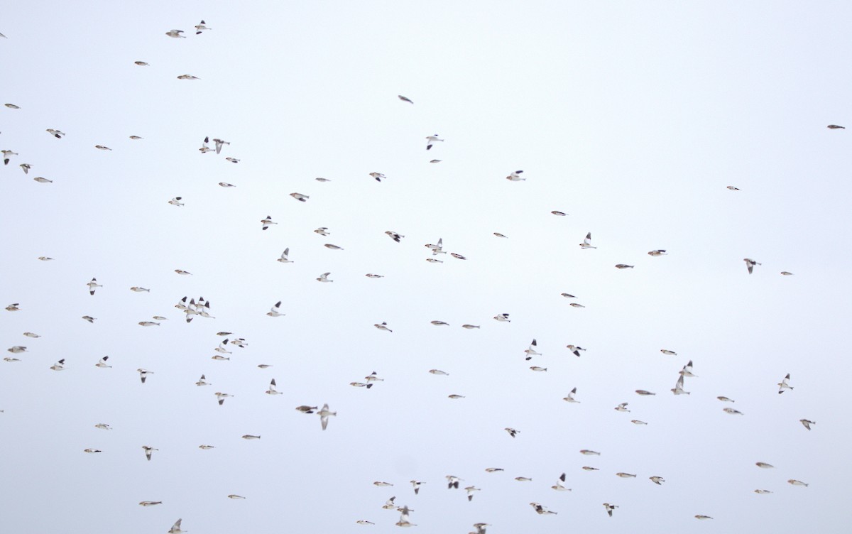 Цасч хөмрөг - ML646346775