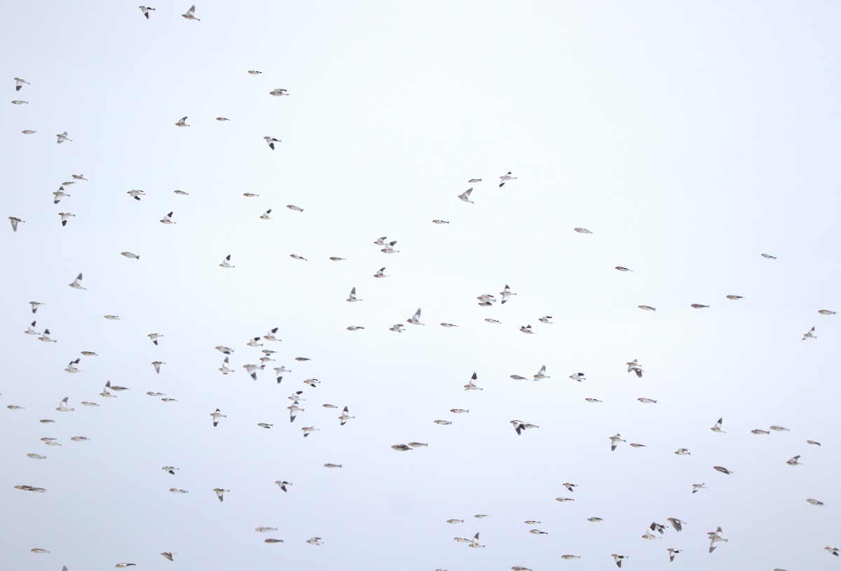 Цасч хөмрөг - ML646346776