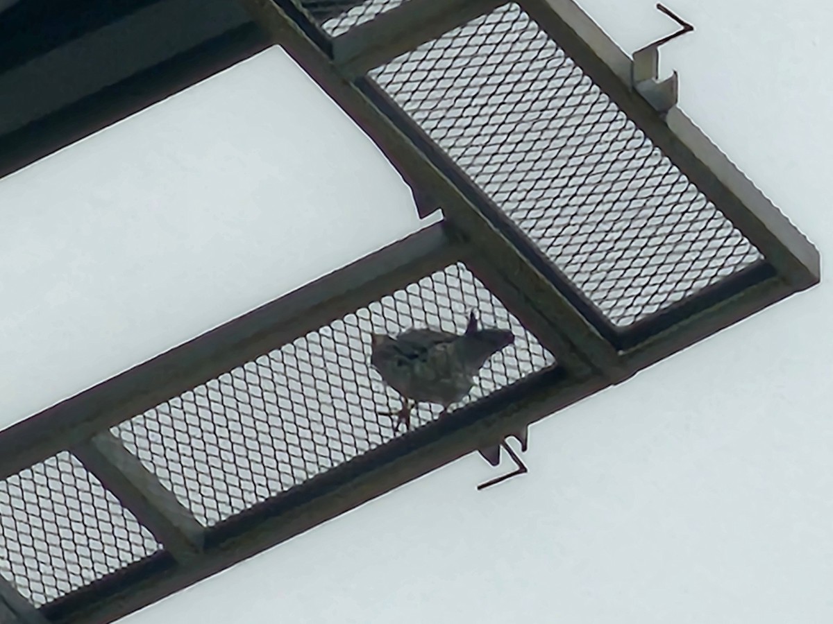 Peregrine Falcon - ML646346777